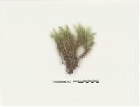 藏品(曲尾苔屬)的圖片